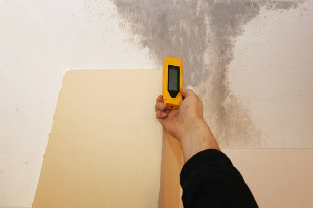 Best Attic Mold Removal  in Schnecksville, PA