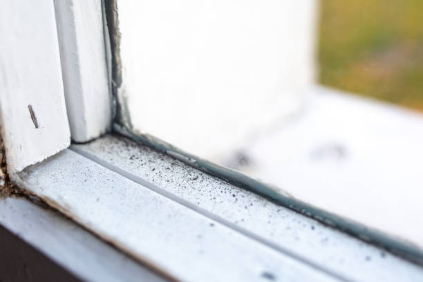 Trusted Schnecksville, PA Mold Removal Experts